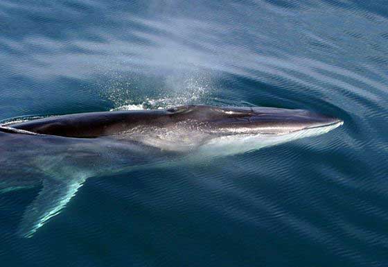Fin whale